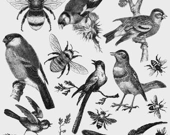 Puede incluir: Una hoja de transferencia en blanco y negro con ilustraciones detalladas de varios pájaros y abejas. La colección incluye múltiples especies de aves canoras posadas en ramas o en vuelo, junto con varios abejorros. El texto dice Birds & Bees.
