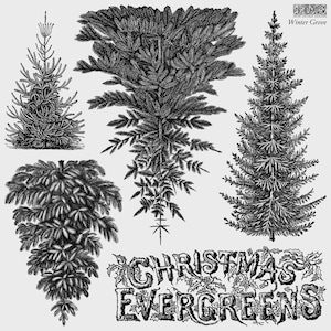 May include: A collection of black and white botanical illustrations featuring four distinct evergreen tree designs and the text "CHRISTMAS EVERGREENS" with holly accents. The top right corner includes the text "IOD" and "Winter Grove".