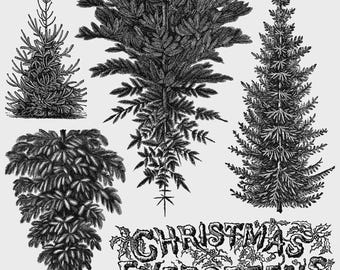 Puede incluir: Una colección de ilustraciones botánicas en blanco y negro que presenta cuatro diseños distintos de árboles de hoja perenne y el texto "CHRISTMAS EVERGREENS" con acentos de acebo. La esquina superior derecha incluye "IOD" y "Winter Grove".
