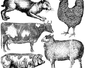 Puede incluir: Ilustraciones en blanco y negro de estilo vintage de un conejo, un gallo, una vaca, una oveja y un cerdo.