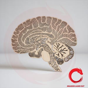 May include: A laser-cut wooden model of a human brain, displaying detailed anatomical features. The brain is light-coloured with intricate black line details, including dotted and striped patterns. The Dragon Laser Cut logo is visible.