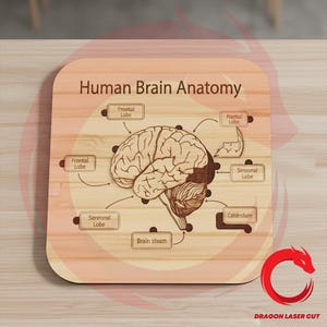 Anatomie du cerveau humain découpé au laser Puzzle en bois SVG glowforge coupe cerveau corps fichiers DXF fichier modèle vectoriel Eps cnc