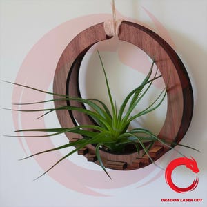 Op de afbeelding: Een houten luchtplantenhouder met een cirkelvormig ontwerp. De houder is gemaakt van donkerbruin hout en heeft een klein plankje om de plant in te plaatsen. Een groene luchtplant staat in de houder. De houder hangt aan een beige touw.