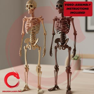 Archivos para corte láser: rompecabezas tridimensional de esqueleto humano SVG, corte láser Glowforge, anatomía, madera, archivo DXF, plantilla vectorial EPS CNC