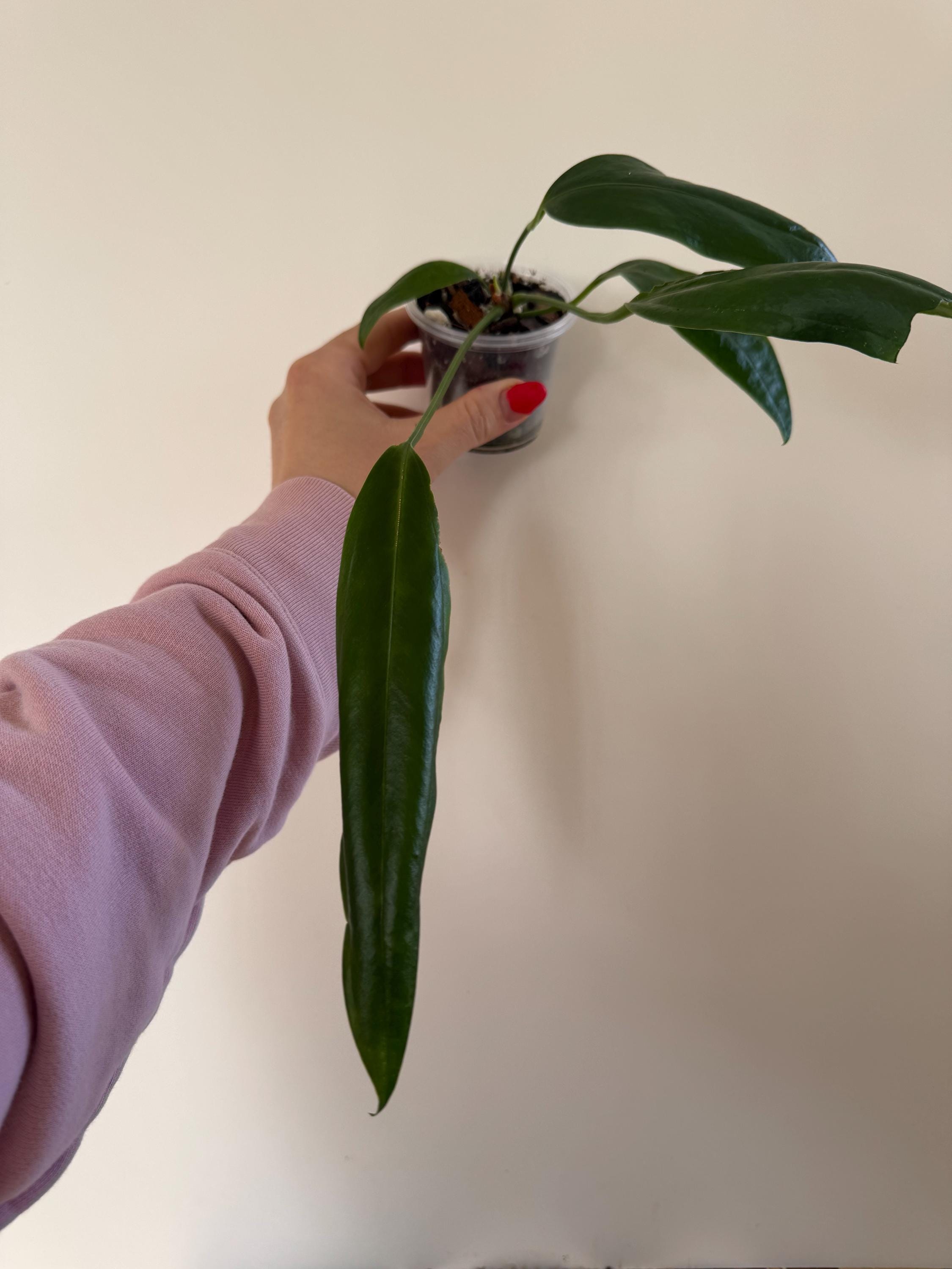 Anthurium Bakeri - Etsy