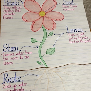 Parts of a Plant Science Anchor Chart Primary Elementary Classroom Teacher Learning Resource Poster Kindergarten 1st 2nd Grade