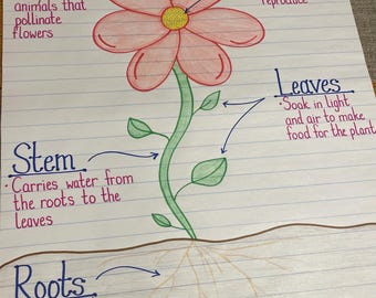 Parts of a Plant Science Anchor Chart Primary Elementary Classroom Teacher Learning Resource Poster Kindergarten 1st 2nd Grade