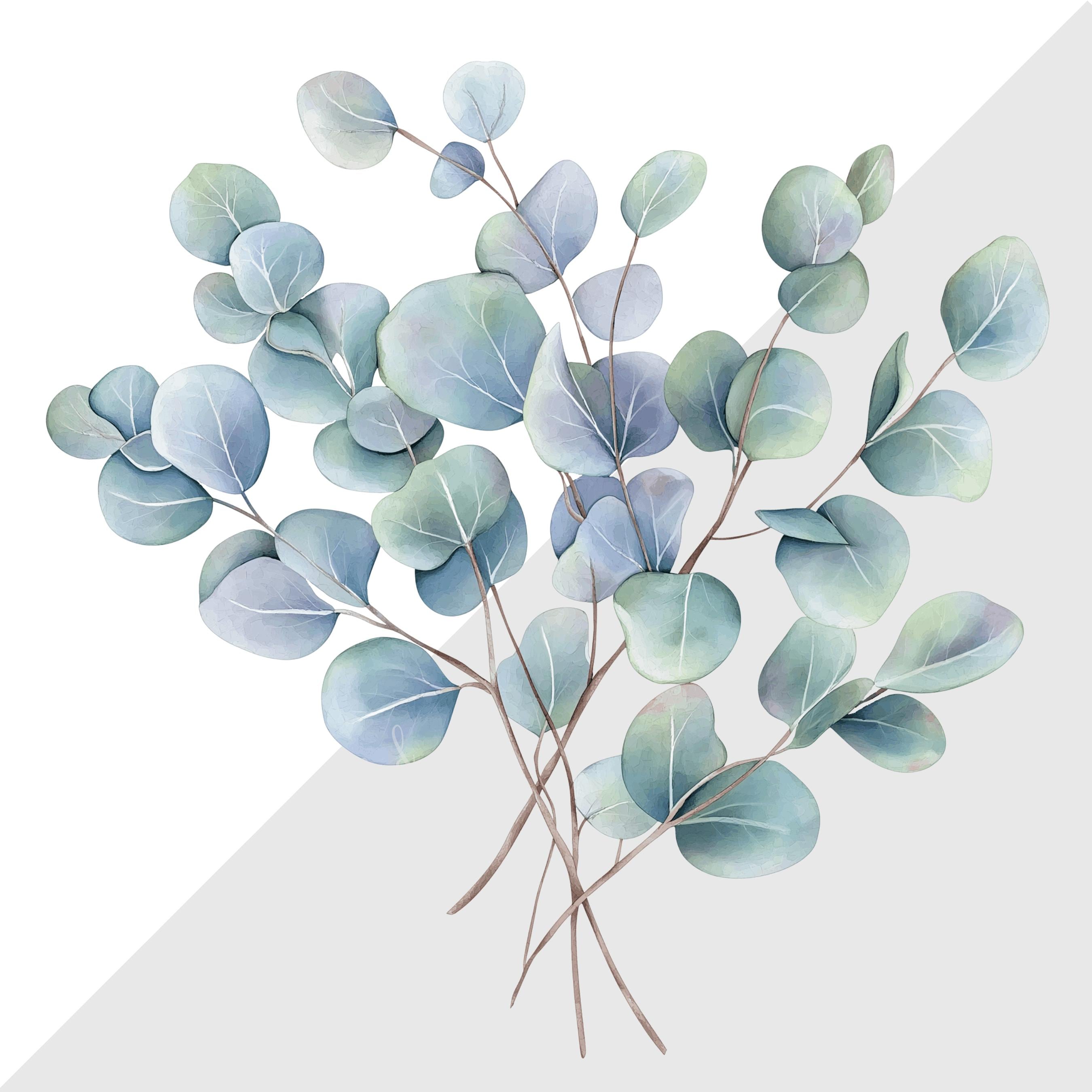 Eucalyptus Leaves Clip Art Set Digital Botanical Images For eucalyptus-leaves-clip-art-set-digital-botanical-images-for