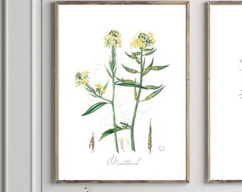 Antique Mustard Flower Botanical Print – Vintage Herbal Art Illustration, Archival Fine Art Poster on Matte Paper, Vintage Cottagecore