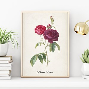 Vintage lila Rose botanische Zeichnung Druck, modernes Dekor Wandkunst, Natur Pflanzen Rosen Grafikdruck, antike Illustration