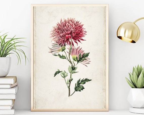 Vintage Floral Prints, Archival Botanical Chrysanthemum Flower Decor Wall Art, Antique Illustration Picture Prints