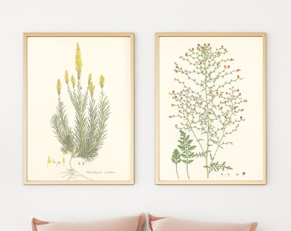 Five Different Botanical Prints, Vintage Modern Archival Wall Art Set, Botanical Wall Art Print Sets, 5 Nature Prints Decor