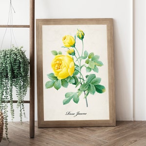 Impression de dessin botanique roses jaunes vintage, art mural déco moderne, plantes de la nature, impressions graphiques Français Rose jaune, Illustration antique