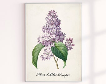 Vintage Purple Lilac Botanical Flower Drawing Print, Archival Floral Decor Wall Art, Nature Plant French Sketch Prints, Antique Illustration
