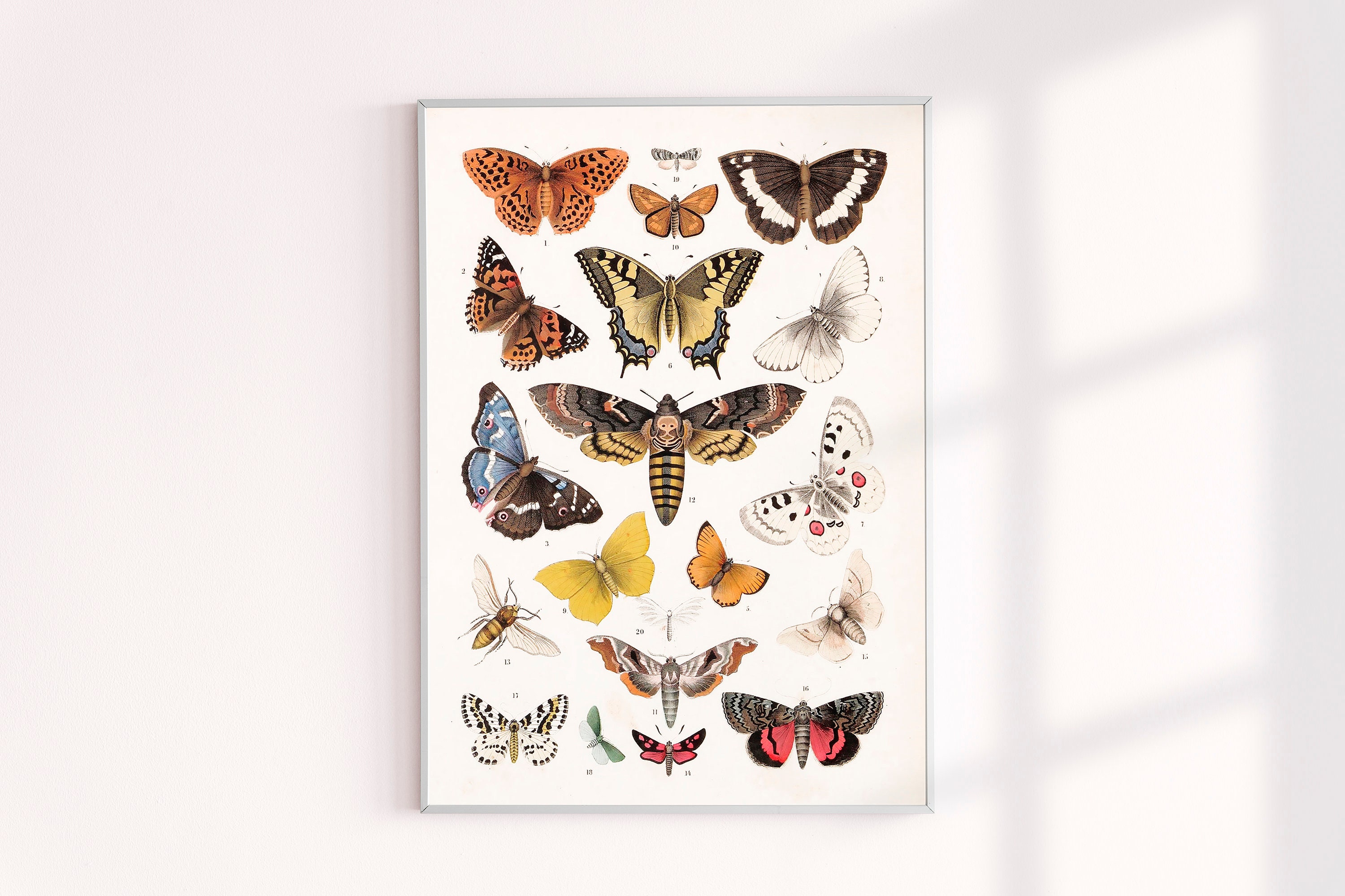 Vintage Butterflies Chart Print Antique Butterfly - Etsy UK