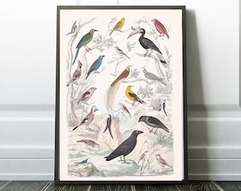 Vintage Birds Print Instant Digital Download, Antique Bird Art, Birds Instant Digital Print, Printable Wall Art, Wall Decor, Print Set