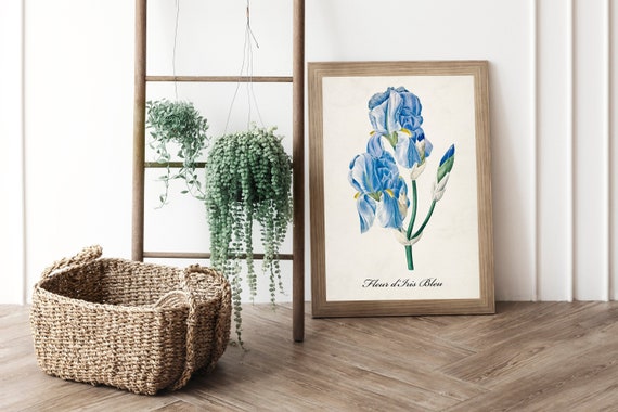 Vintage Blue Iris Botanical Flower Drawing Print, Floral Decor Wall Art, Nature Plants French Graphic Sketch Prints, Antique Illustration