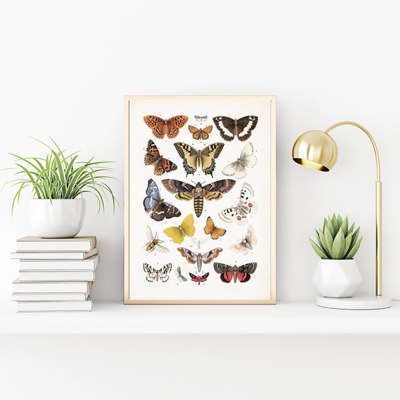 Vintage Butterflies Chart Print, Antique Butterfly Illustration Prints, Nature Wall Art, Modern Wall Decor, Natural Insect Image Photo