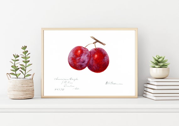 Botanical Prints, Vintage Plum Graphic Watercolor Fruit Print, Vintage Fruit Botanical Wall Art, Botanical Plums Prints