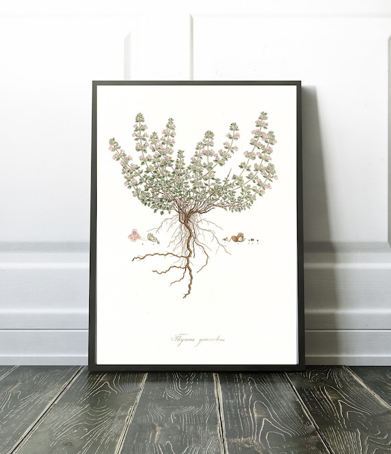 Vintage Thyme Botanical Drawing Print, Modern Decor Wall Art, Nature Plants Herbal Prints, Antique Illustration Archival Print