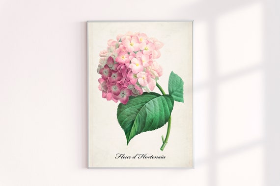 Vintage Pink Hydrangea Botanical Drawing Print, Modern Decor Wall Art, Nature Plants French Graphic Sketch Prints, Antique Illustration