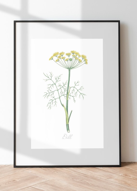 Dill Vintage Botanical Plants Archival Drawing Print, Herbs Botanical Art, Nature Wall Decor, Floral Herbal Image Print