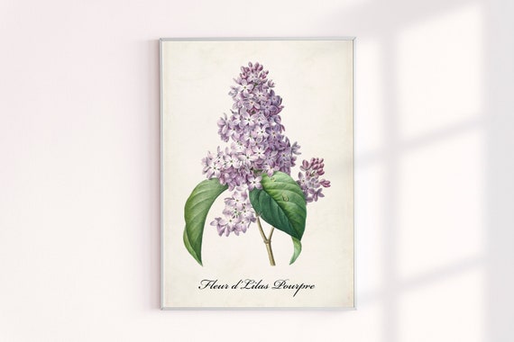Vintage Purple Lilac Botanical Flower Drawing Print, Archival Floral Decor Wall Art, Nature Plant French Sketch Prints, Antique Illustration