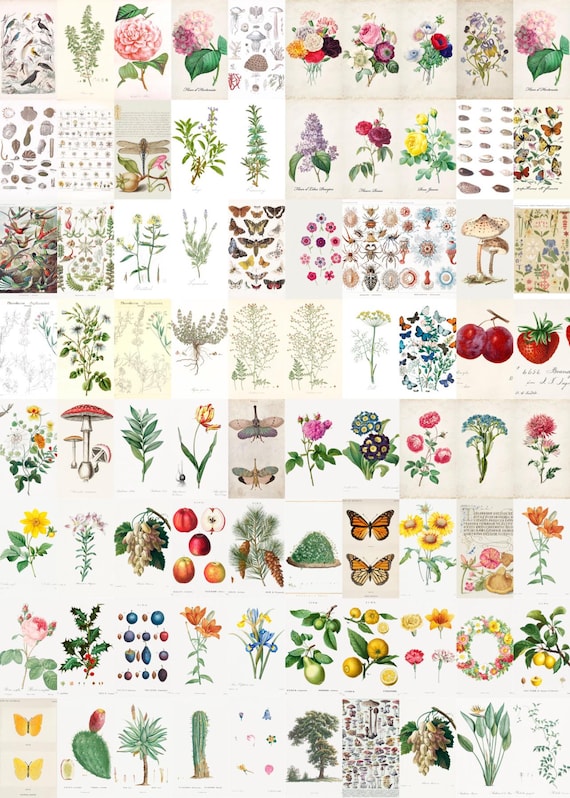 100 Vintage Botanical Wall Collage Kit Photos Boujee Floral Aesthetic VSCO Decor, 30 60 or 100 Nature Pic Collage Photo Prints Wall Decor