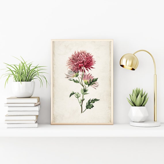 Vintage Floral Prints, Archival Botanical Chrysanthemum Flower Decor Wall Art, Antique Illustration Picture Prints