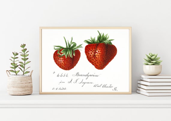 Vintage Strawberries Drawing, Vintage Fruit Botanical Prints, Printable Art, Botanical Arts, Modern Vintage Wall Decor Art