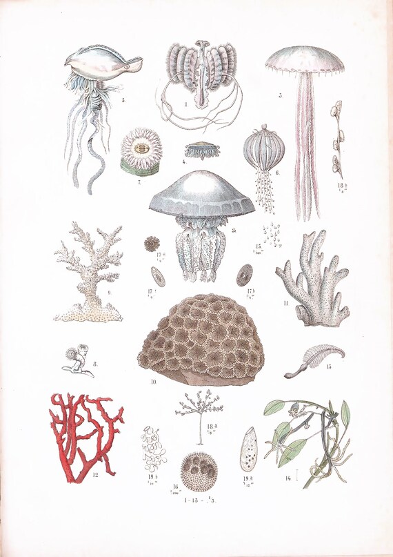 Vintage Coral Print, Instant Digital Download, Beach House Digital Print, Wall Art, Coastal Wall Decor, Jellyfish Print Set, Decorative Wall