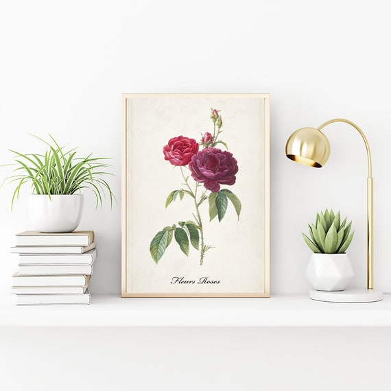 Vintage Purple Rose Botanical Drawing Print, Modern Decor Wall Art, Nature Plants Roses Graphic Prints, Antique Illustration