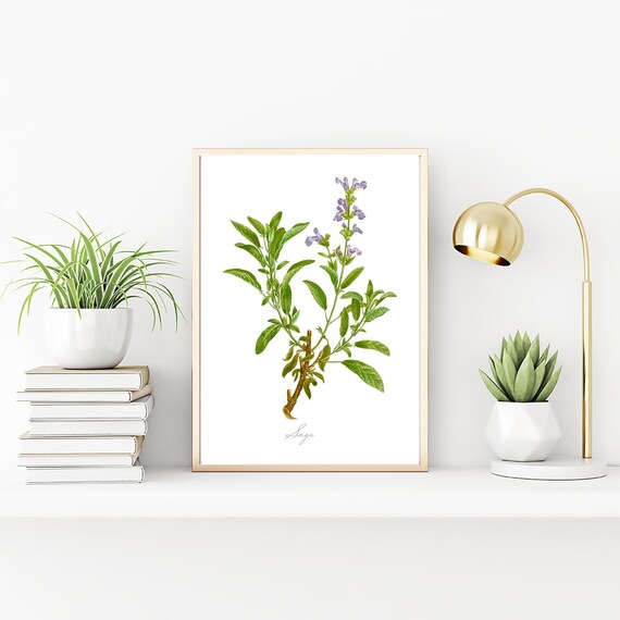 Vintage Sage Botanical Drawing Print, Archival Decor Wall Art, Nature Plants Herbal Graphic Prints, Culinary Herbs Antique Illustration