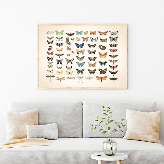 Vintage Butterflies Chart Print, Antique Butterfly Illustration Prints, Nature Wall Art, Modern Wall Decor, Natural Insect Image Photo