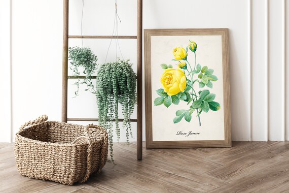 Vintage Yellow Roses Botanical Drawing Print, Modern Decor Wall Art, Nature Plants Rose Jaune French Graphic Prints, Antique Illustration