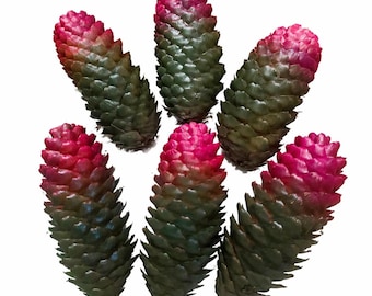 6 Handpainted Norway Spruce Pinecones | Ombre Army Green & Fuchsia Pine Cones | Large Decorative Cones | Primitive Bowl Filler | Rustic Wood