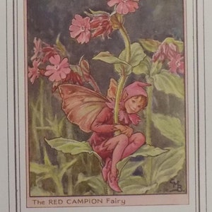 FREE SHIPPING!!!! Flower Fairies, Red Campion Fairy, Cicely Mary Barker, Vintage