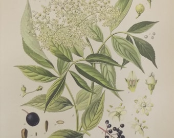 FREE SHIPPING!!!! Antique Botanicals, Flowers, Vintage, Antique, Walther Muller