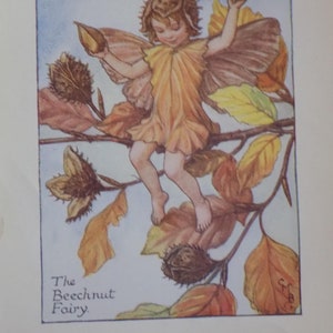 FREE SHIPPING!!!! Flower Fairies, Beechnut Fairy, Cicely Mary Barker, Vintage