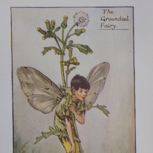 FREE SHIPPING!!!! Flower Fairies, Greater Groundsel Fairy, Cicely Mary Barker, Vintage