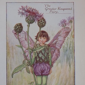 FREE SHIPPING!!!! Flower Fairies, Greater Knapweed Fairy, Cicely Mary Barker, Vintage
