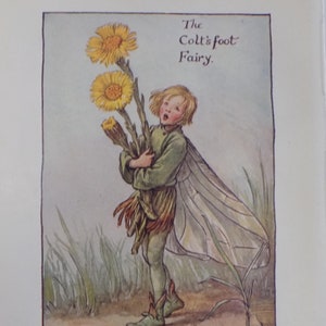 FREE SHIPPING!!!! Flower Fairies, Colt&#39;s foot Fairy, Cicely Mary Barker, Vintage