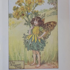 FREE SHIPPING!!!! Flower Fairies, Greater Ragwort Fairy, Cicely Mary Barker, Vintage