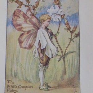 FREE SHIPPING!!!! Flower Fairies, White Campion Fairy, Cicely Mary Barker, Vintage