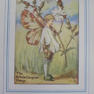 FREE SHIPPING!!!! Flower Fairies, White Campion Fairy, Cicely Mary Barker, Vintage