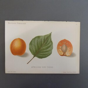FREE SHIPPING!!!! Fruit, Botanicals, German, Chromolithograph, Apricot, Apricots