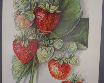 May include: A vintage botanical illustration of Chesapeake strawberries. The image features ripe red strawberries with green leaves and stems. Some strawberries are partially green, and one is cut open, revealing its interior.