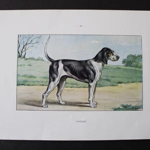 May include: A vintage print of a dog, likely a hunting breed, in a field setting. The dog is primarily black and white with a long tail and pointed ears. The background features a green landscape and a blue sky.