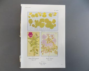 FREE SHIPPING!!!! Antique Botanicals, Flowers, Alpine, Authentic