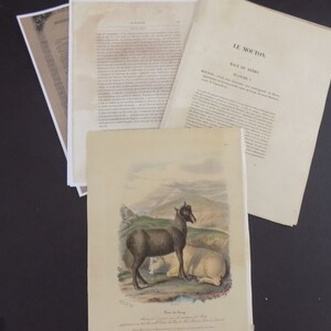 FREE SHIPPING!!!! Sheep, Animals, Antique, French, Sheep Prints